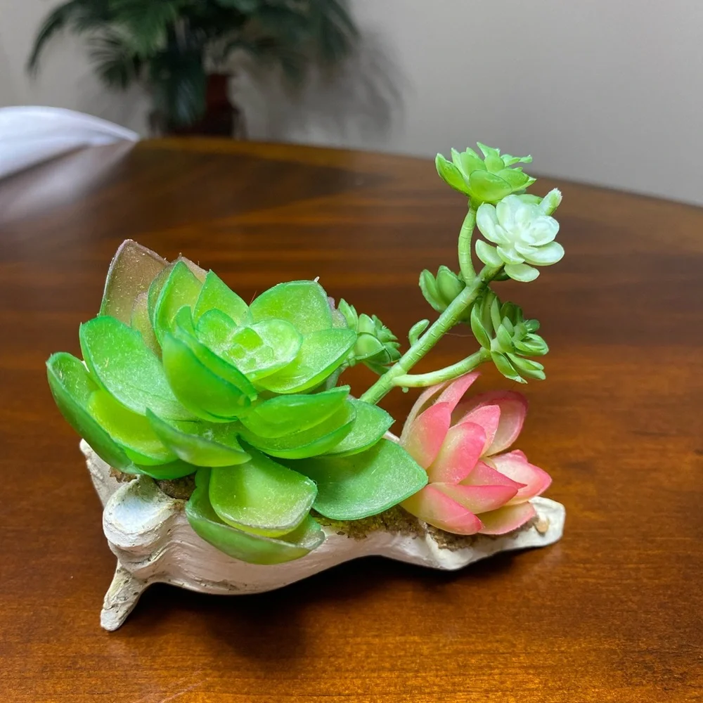 SUCCULENT GARDEN IN SHELL 5 inches